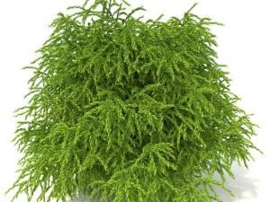 cryptomeria 3D Model