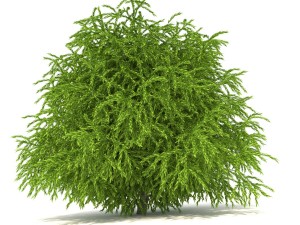cryptomeria 3Dモデル