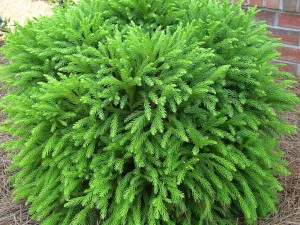 cryptomeria 3D Model
