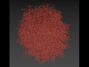 cryptomeria 3Dモデル