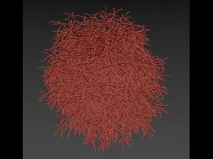 cryptomeria 3D Model