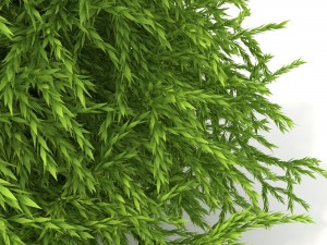cryptomeria 3Dモデル