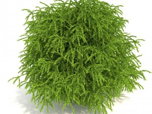 cryptomeria 3D Model