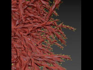 cryptomeria 3Dモデル