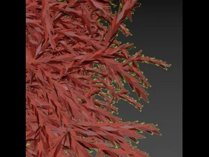 cryptomeria 3D Model