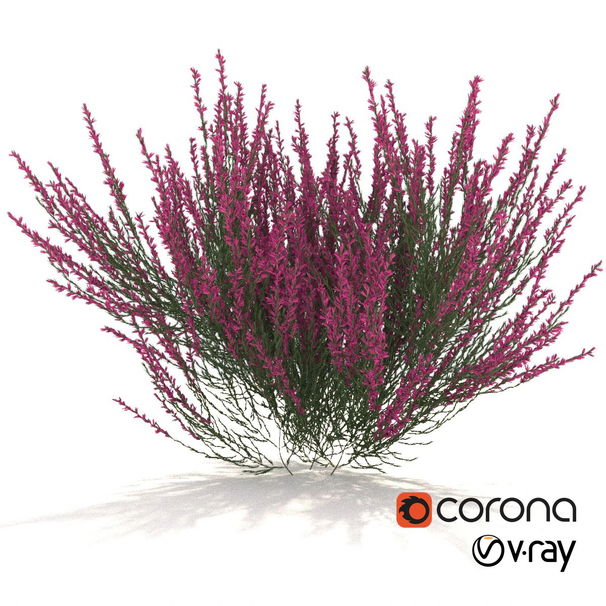 urze rosa-avermelhada Modelo 3D .c4d .max .obj .3ds .fbx .stl .blend