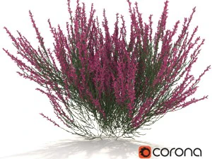 rosa-rotes Heidekraut 3D Modell