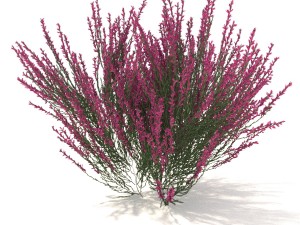 pink-red heather 3D-Modell