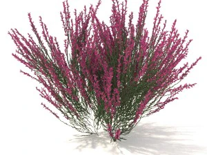 urze rosa-avermelhada Modelo 3D