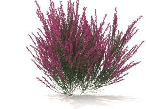 pink-red heather 3D-Modell