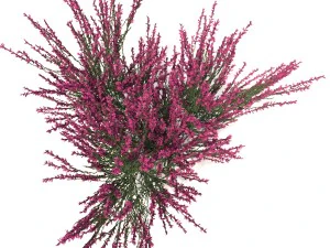 urze rosa-avermelhada Modelo 3D