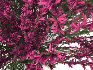 pink-red heather 3D-Modell