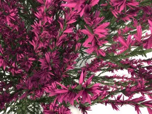 urze rosa-avermelhada Modelo 3D