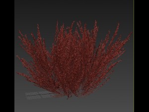 pink-red heather 3D-Modell