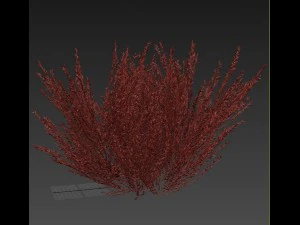 urze rosa-avermelhada Modelo 3D