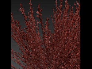 pink-red heather 3D-Modell