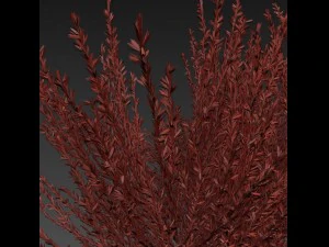 urze rosa-avermelhada Modelo 3D