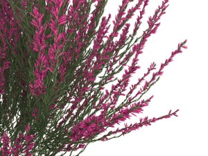 pink-red heather 3D-Modell