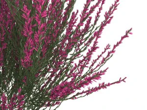 urze rosa-avermelhada Modelo 3D