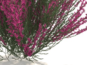 pink-red heather 3D-Modell