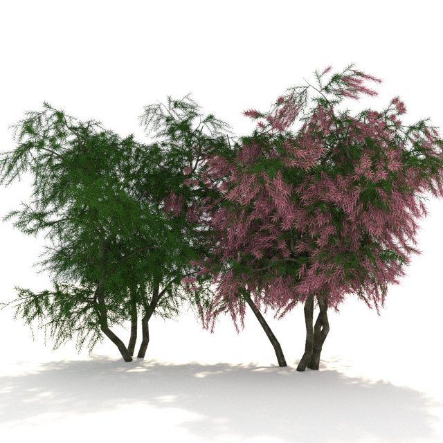 tamarix 3D Model .c4d .max .obj .3ds .fbx .stl .blend 