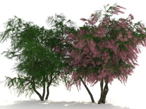 tamarix 3D 모델