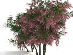 tamarix 3D Model