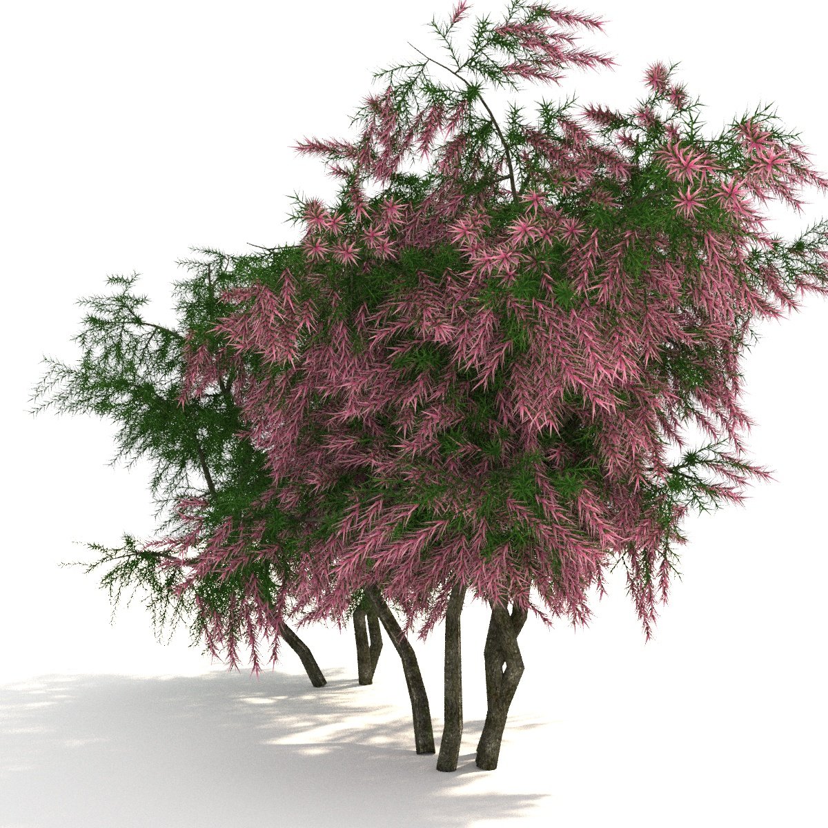 Auri Sacra Fames Фанфик Tamarix Читать