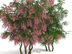 tamarix 3D Model
