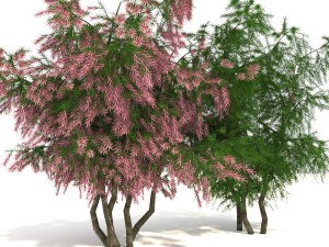 tamarix 3D Model