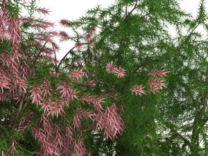 tamarix 3D Model