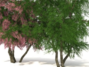 tamarix 3D Model