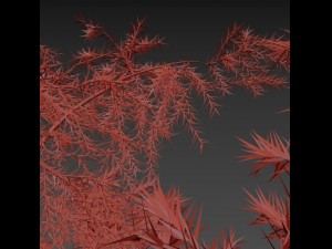 tamarix 3D Model