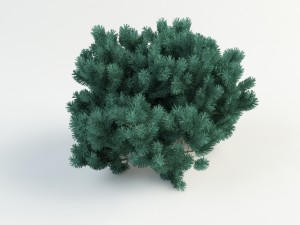 pinus01 3D मॉडल