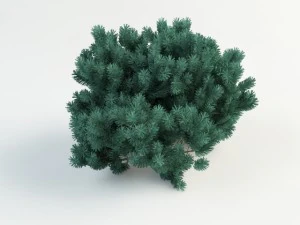 pinus01 3D Model