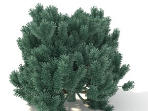 pinus01 3D Модель