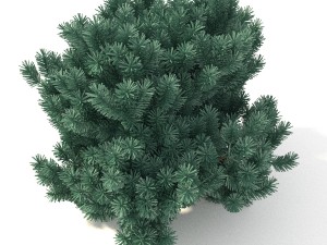 pinus01 3D Модель