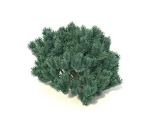 pinus01 3D Model
