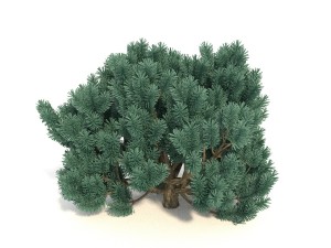 pinus01 3D Модель