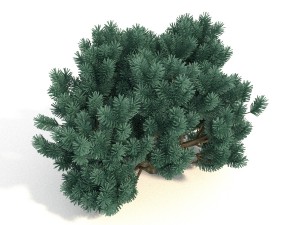 pinus01 3D Модель