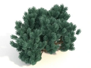 pinus01 3D Model