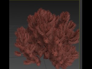 pinus01 3D Модель