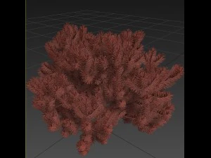 pinus01 3D Model