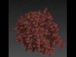 pinus01 3D Модель