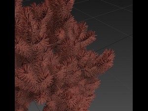 pinus01 3D Модель
