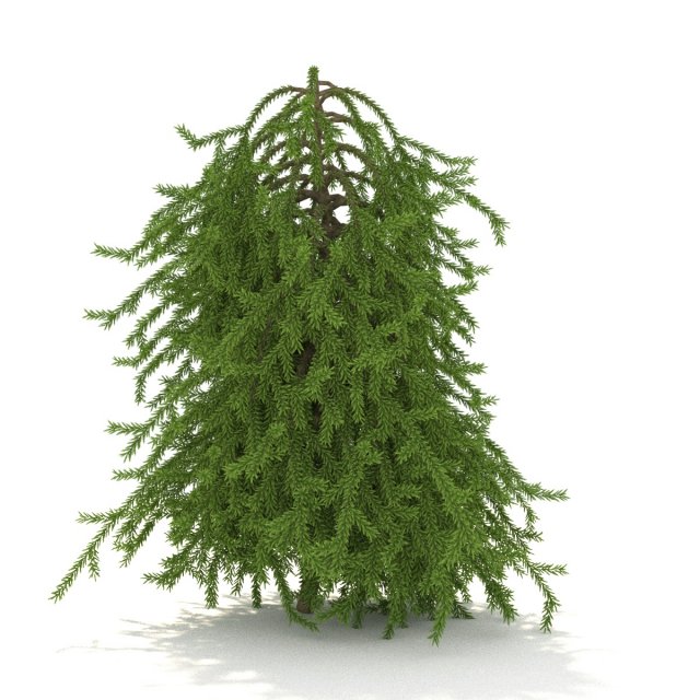 picea01 3D Model .c4d .max .obj .3ds .fbx .stl .blend 