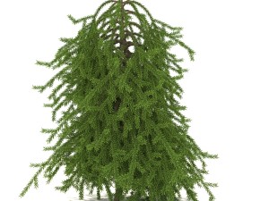picea01 3D 모델