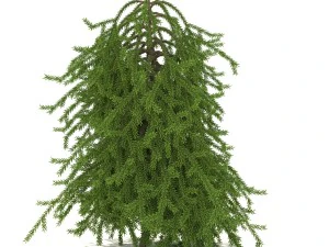 picea01 Modelo 3D