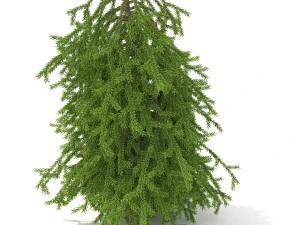picea01 Modello 3D