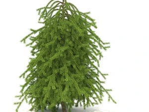 picea01 Modello 3D